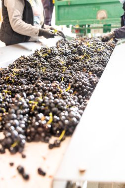 Modern bir şaraphanede üzüm işleme masası