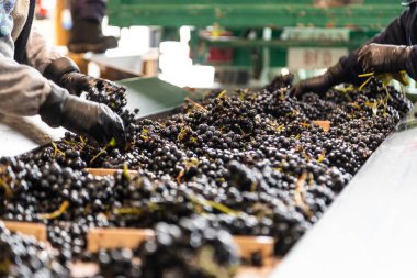 Modern bir şaraphanede üzüm işleme masası