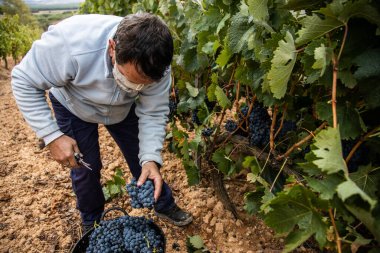 Hasat zamanı bir üzüm bağının manzarası, hiç kimse, boş