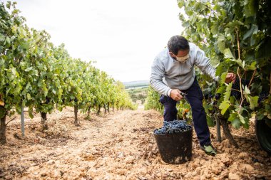 Hasat zamanı bir üzüm bağının manzarası, hiç kimse, boş