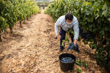 Hasat zamanı bir üzüm bağının manzarası, hiç kimse, boş