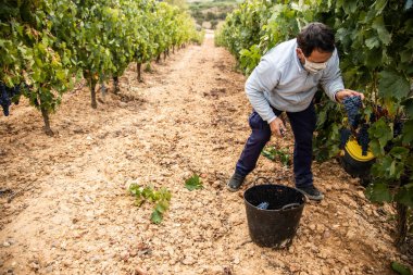 Hasat zamanı bir üzüm bağının manzarası, hiç kimse, boş