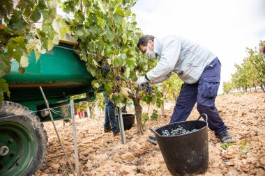 Hasat zamanı bir üzüm bağının manzarası, hiç kimse, boş