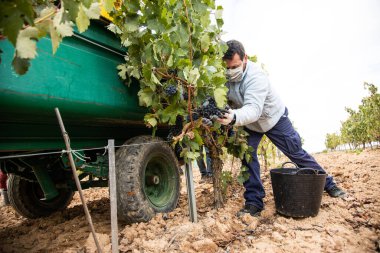 Hasat zamanı bir üzüm bağının manzarası, hiç kimse, boş