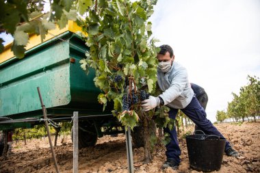 Hasat zamanı bir üzüm bağının manzarası, hiç kimse, boş