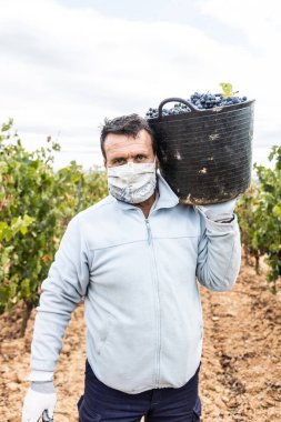 Hasat zamanı bir üzüm bağının manzarası, hiç kimse, boş