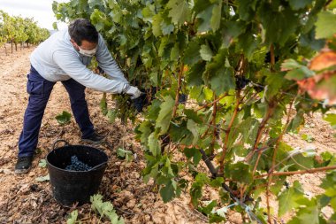Hasat zamanı bir üzüm bağının manzarası, hiç kimse, boş
