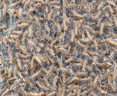 Many dead oak processionary in a nest on a oak tree after chemical control of insects. clipart