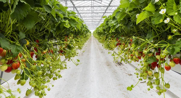 s-Gravenzande, Hollanda - 24 Nisan 2018: çilek sera satırlarla olgun çilek ve çilek çiçekler.