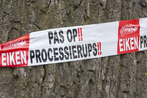 Bunnik Нідерланди Червня 2018 Потепління Дуб Processionary Дубових Дерев — стокове фото