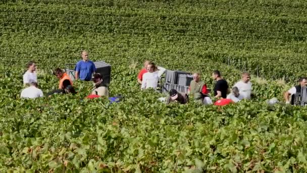 Cramant France September 2017 Harvest Champagne Grapes Many Grape Pickers — Stock Video
