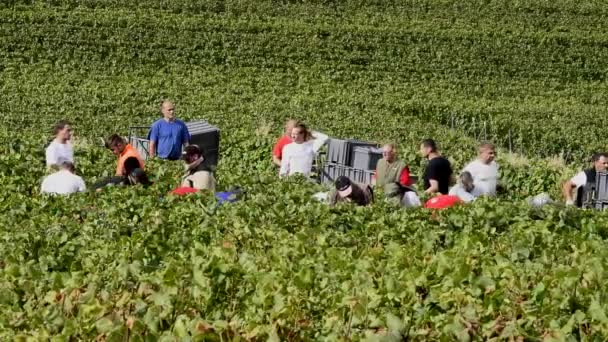 Cramant Francia Septiembre 2017 Cosecha Uva Champagne Con Muchos Recolectores — Vídeos de Stock