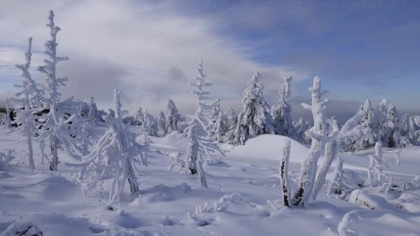 Brocken Německo Února 2018 Parní Lokomotiva Harzer Schmallspurbahnen Zimě Sněhem — Stock video