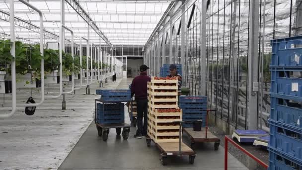 Gravenzande Netherlands April 2018 Strawberry Greenhouse Some Workers Rows Ripe — Stock Video