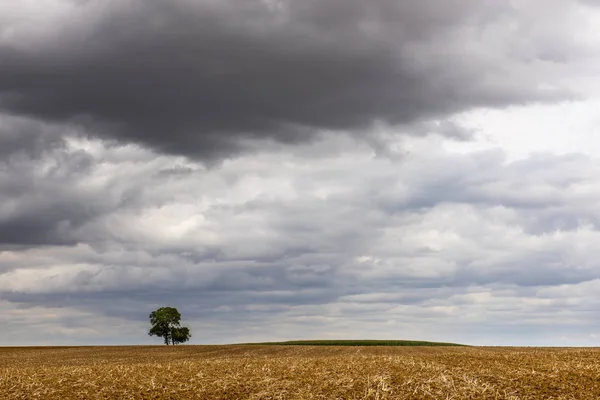 Ensamt Träd Med Moln Övergiven Fält Nära Auxerre Frankrike — Stockfoto