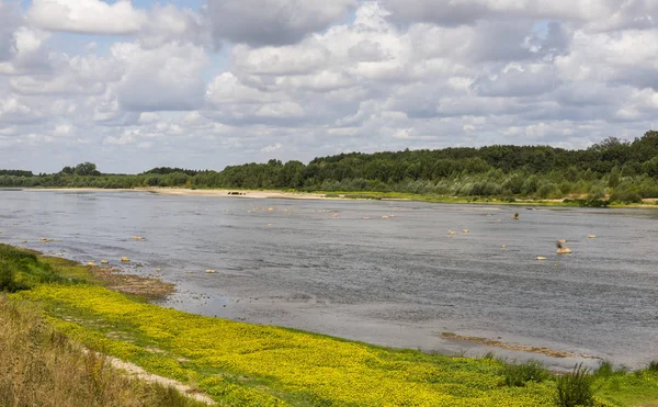 Yaz Sarı Primerose Fransa Ile Unesco Dünya Heritgae Nehirde Loire — Stok fotoğraf