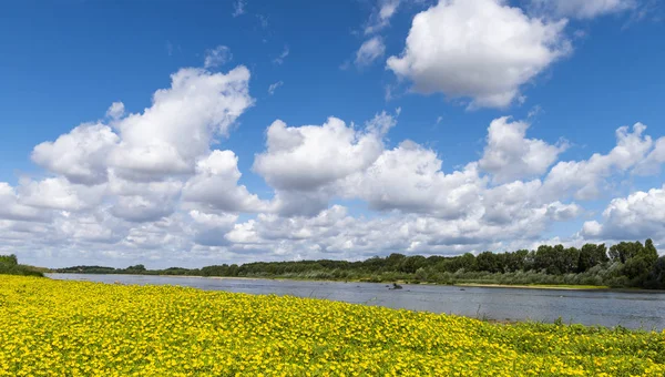 Yaz Sarı Primerose Fransa Ile Unesco Dünya Heritgae Nehirde Loire — Stok fotoğraf