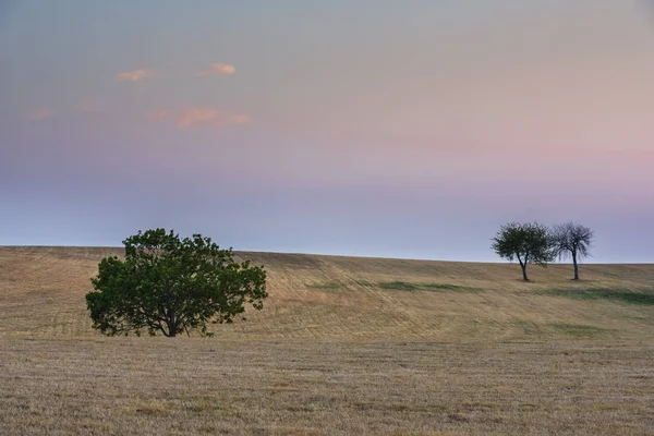 日落时 Valveron 的田野上有三棵树 — 图库照片