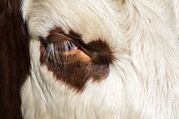 Eye Fly Cow Breed Abondance French Alps — Stock Photo, Image