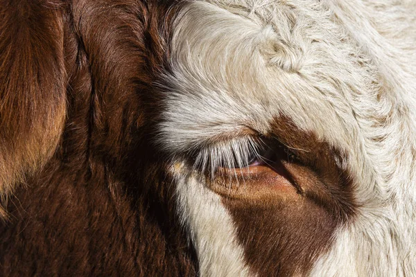 Auge Und Kopf Einer Kuh Der Rasse Abondance Den Französischen — Stockfoto