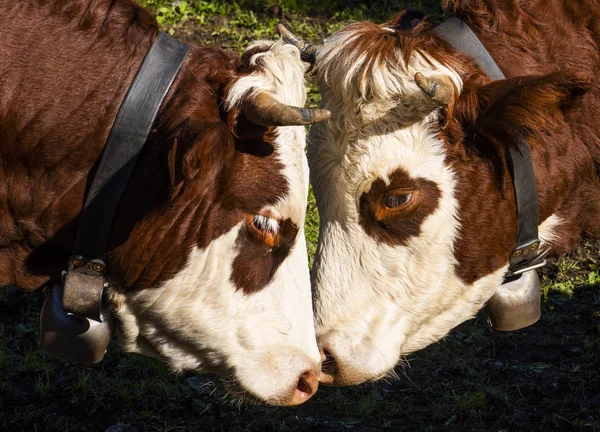 Two Heads Cow Breed Abondance French Alps — Stock Photo, Image