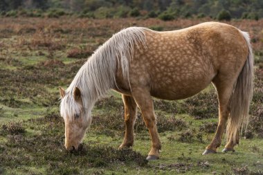 Kahverengi ve beyaz at ayakta ve Milli Park New Forest, İngiltere'de araziler ile bir çayır üzerinde dinlenme.