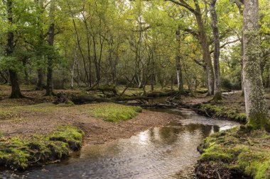 Puttles Mill çim Brook New Forest, İngiltere, ve meşe ağaçları içinde köprü.