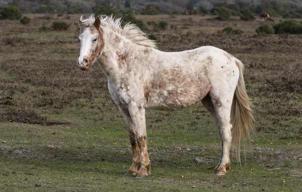 Braunes Und Weißes Pferd Steht Und Ruht Auf Einer Weide — Stockfoto