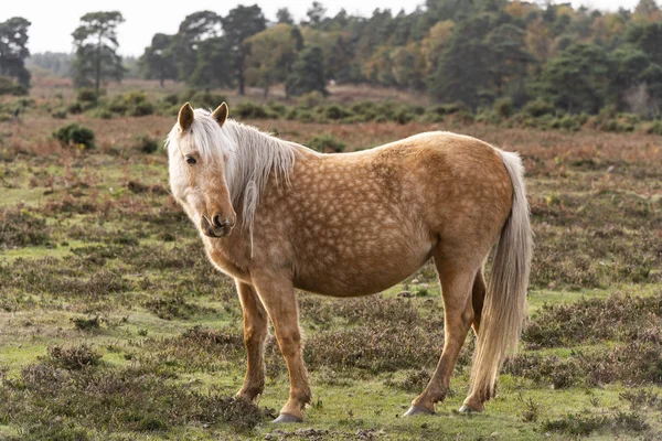 Braunes Und Weißes Pferd Steht Und Ruht Auf Einer Weide — Stockfoto