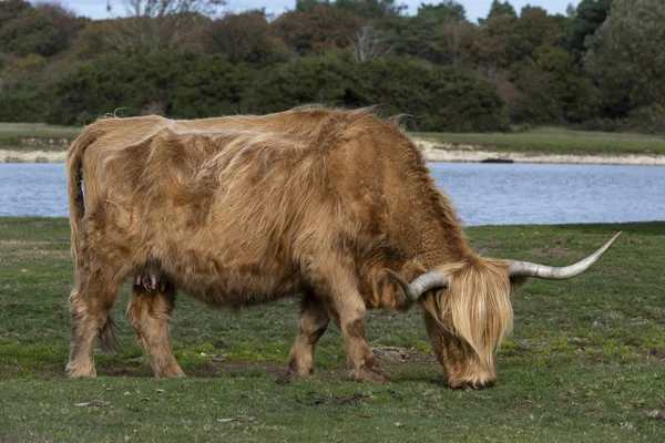 Scottish Higlander Cow Grazing Meadow National Park New Forest England — Stock Photo, Image