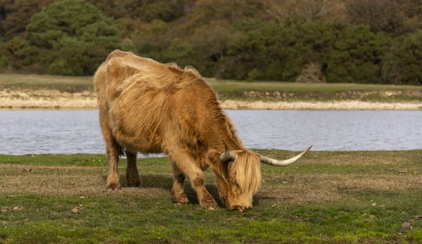 Vaca Higlander Escocesa Pastando Prado Parque Nacional New Forest Inglaterra —  Fotos de Stock