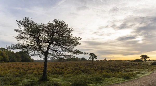 Salida Del Sol Sobre Brezales Con Pinos New Forest Inglaterra — Foto de Stock