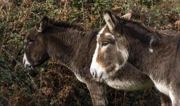 Two black and white donkeys in National Park New Forest, England.