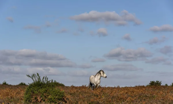 Schimmel Auf Heide New Forest Hampshire England Einem Sonnigen Herbsttag — Stockfoto