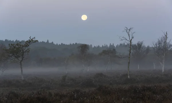 Morning National Park New Forest Birches Heather Fog Full Moon — Stock Photo, Image