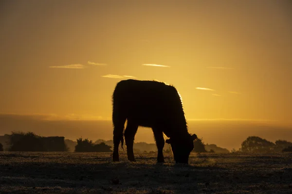 Утро Восход Солнца Оранжевыми Цветами Национальном Парке Нью Форест Выпасом — стоковое фото
