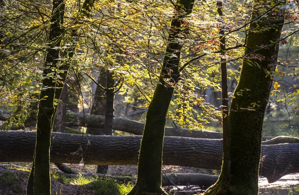 Autum Bomen Met Gekleurde Bladeren Nationaalpark New Forest Het Engelse — Stockfoto