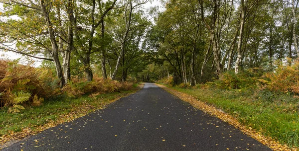 イギリスで新しい森林国立公園の中の道 — ストック写真