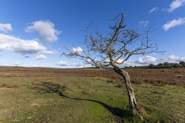 Eenzame Dode Boom New Forest Heide Een Zomers Herfstdag Engeland — Stockfoto