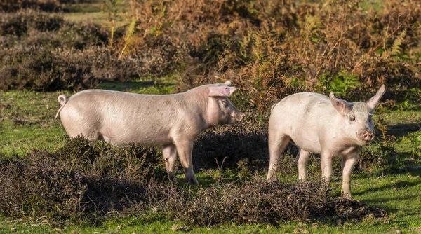 英国国家公园新森林的两只野猪在森林和异国他乡流浪 — 图库照片
