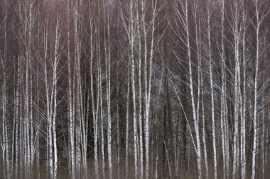 Ağaç Milli Parkı Bialowieza, Polonya'da kışın karanlık kar bulutlar ile.