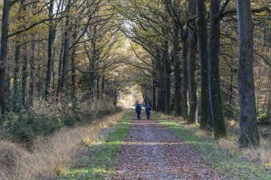 Dwingelderveld, Hollanda - 11 Kasım 2018: Yürüyüş yolu ile il Drenthe, Hollanda Milli Parkı Dwingelderveld sonbaharda iki yürüyüşçü.