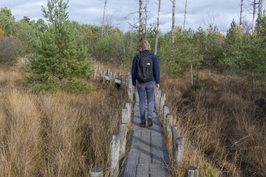 Dwingelderveld, Hollanda - 11 Kasım 2018: Küçük yolu ile il Drenthe, Hollanda Milli Parkı Dwingelderveld ölü ağaçlarda ile uzun yürüyüşe çıkan kimse Güz.