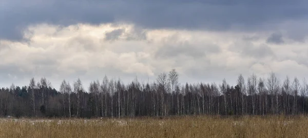 Abedules Con Nubes Nieve Oscura Invierno Parque Nacional Bialowieza Polonia — Foto de Stock