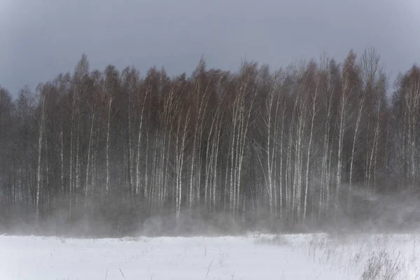 Birches Dark Snow Clouds Snow Storm Winter National Park Bialowieza — Stock Photo, Image