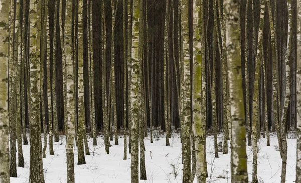 在波兰国家公园 Bialowieza 冬季与雪的桦树的白色树皮绿色 — 图库照片