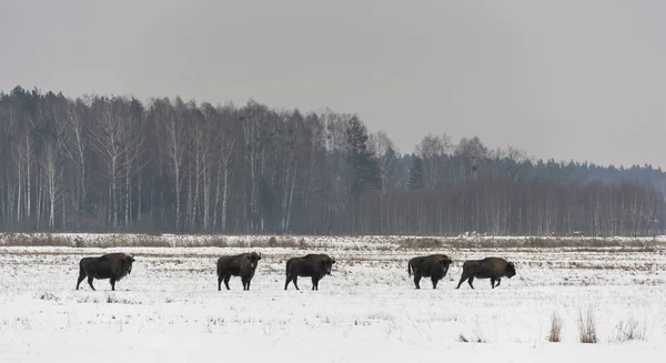 背景には ポーランドの白樺とオープン雪原に冬の国立公園 Bialowieza のヨーロッパのバイソン — ストック写真