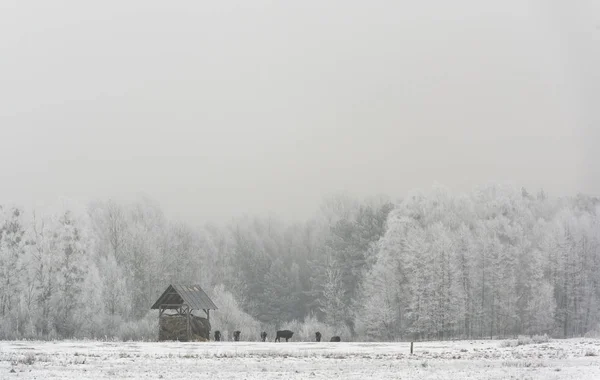 Voed Met Gods Plaats Van Europese Bisons Nationaalpark Bialowieza Winter — Stockfoto