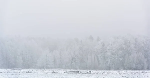 Bosque Invierno Con Nieve Maduro Parque Nacional Bialowieza Polonia — Foto de Stock