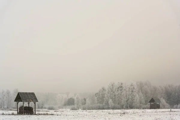 在波兰 在一个以桦树为背景的开放的雪域里 喂养欧洲比斯人的地方 — 图库照片